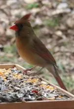 Cardinal.(F).webp