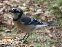 Bluejay.webp