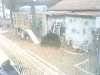 0126091320peacock.webp