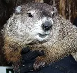Punxsutawney Phil.webp
