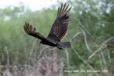 La_Black%20Vulture.webp