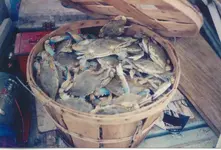 Blue Crab Special.webp