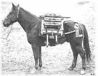 phillips pack saddle.webp