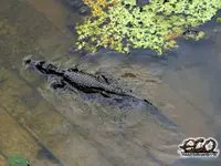 1942_baby-gator.webp