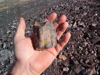 fossil hunt 005.webp