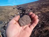 fossil hunt 006.webp