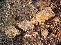 fossil hunt 007.webp
