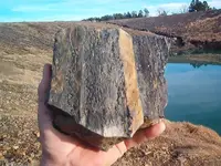 fossil hunt 008.webp