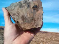 fossil hunt 010.webp
