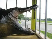 gator.webp