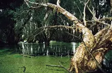 2everglades.webp