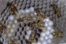 wasp (Small).webp