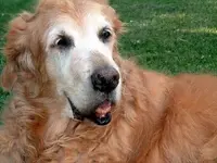 Sadie.webp