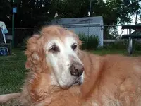 Tired Golden.webp