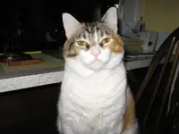 Dorie the bitter.webp