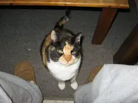 Lacey.webp