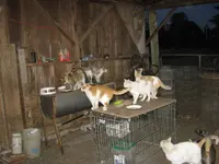 Barn cats dinner time.webp