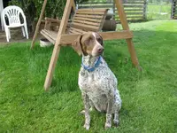 Molly Mutt.webp