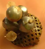 earring1.webp