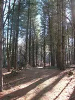 Cabin1.webp