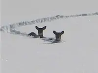snow deer.webp
