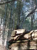 Cabin10.webp