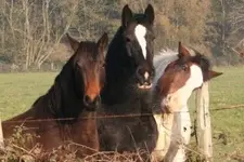 Horses at envil..webp