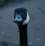 Canadian geese.1.webp