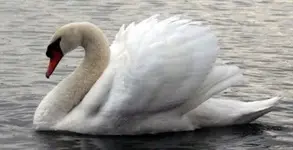 Mute swan.uk.webp
