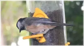 BLACK CAPPED CHICKADEE..NC.webp