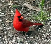 CARDINAL.(cardinalis)...NC.06.webp