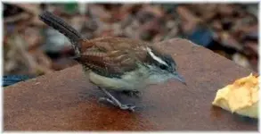 carolina wren.1.webp