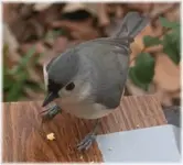 Tufted Titmouse..webp