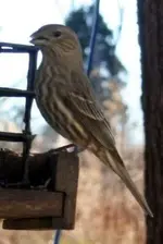 house finch (f).webp