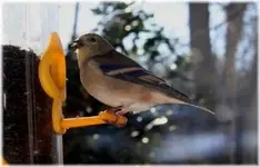 usa gold-finch(m).webp