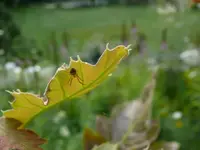 Spider.webp