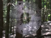 Spider Web.webp