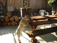 dog.webp