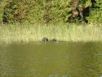 Picture 288.webp