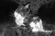 Cats.webp
