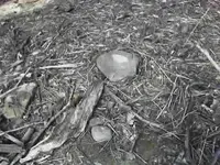112 b pestles.webp