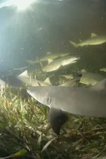 SharkSchool.webp