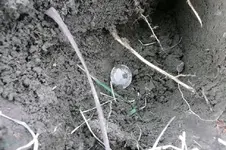 Barber in ground.webp