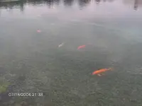 fish 2.webp
