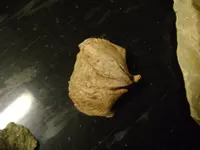 fossil.webp