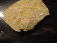 fossil2.webp