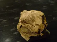 fossil3.webp