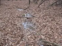 1-03-09 HUNT 009 (Small).webp 1-03-09 HUNT 009 (Small).webp