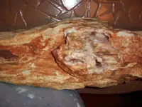petrifiedlog2.webp
