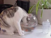 DamnCat.webp